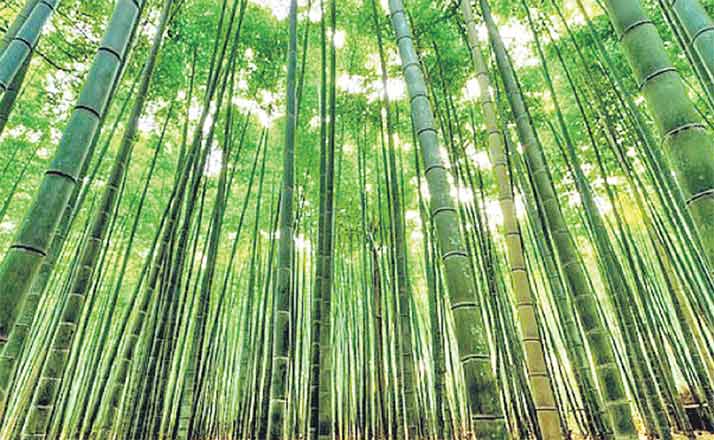 Bamboo Cultivation